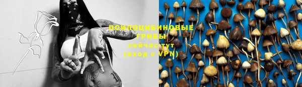 PSILOCYBIN Армянск